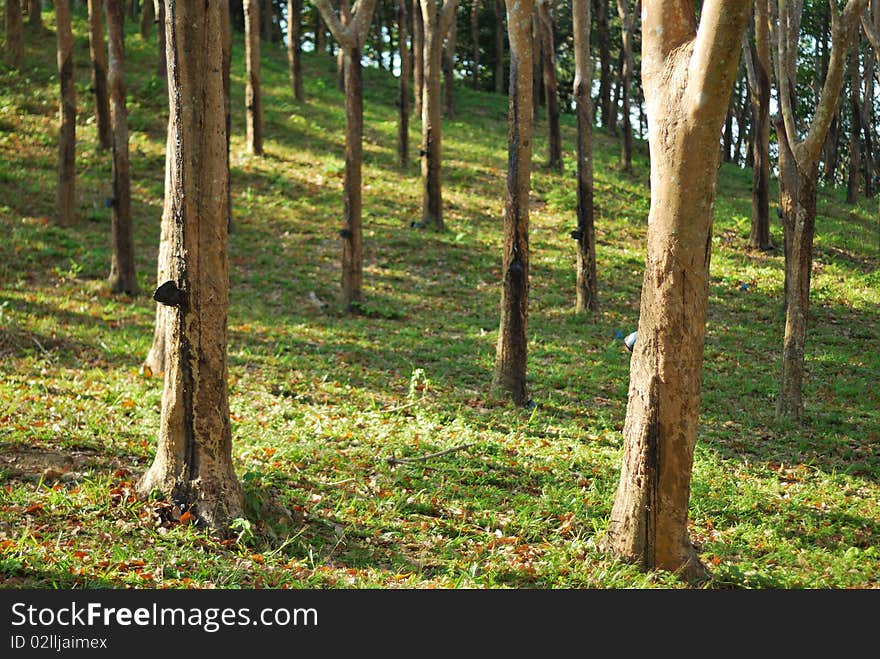 Rubber tree farm on mountain daytime