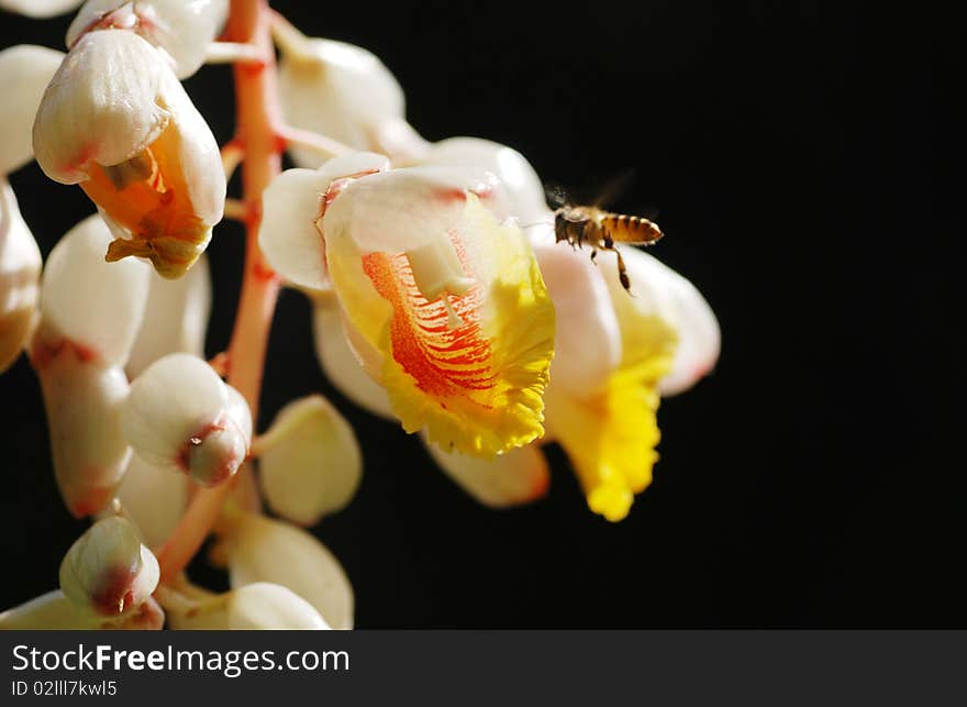 Close up picture of a shell giner flower and a flying bee. Close up picture of a shell giner flower and a flying bee.