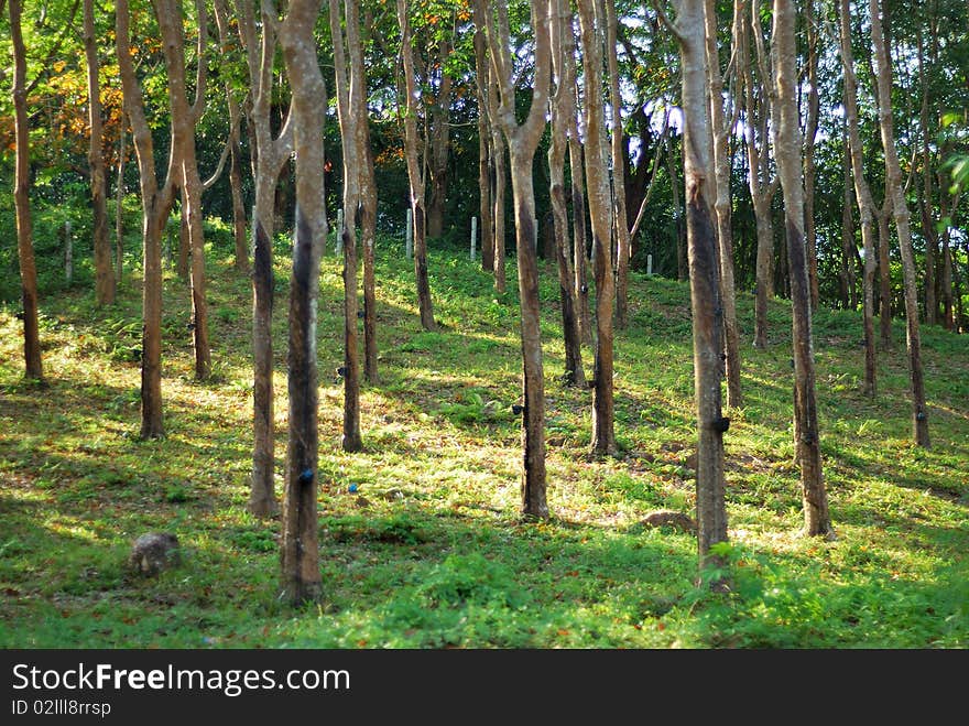 Rubber tree farm on mountain daytime. Rubber tree farm on mountain daytime