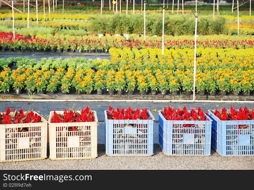 Nursery garden