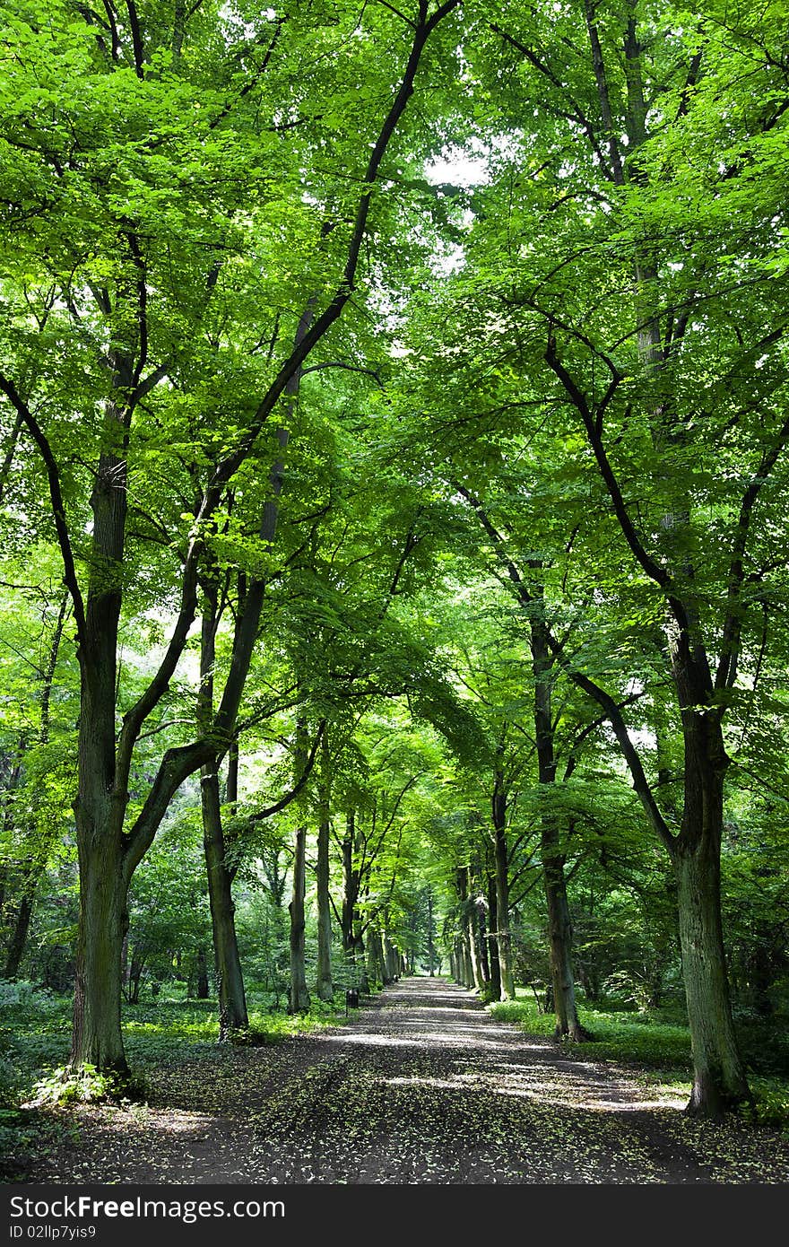 Park in spring time