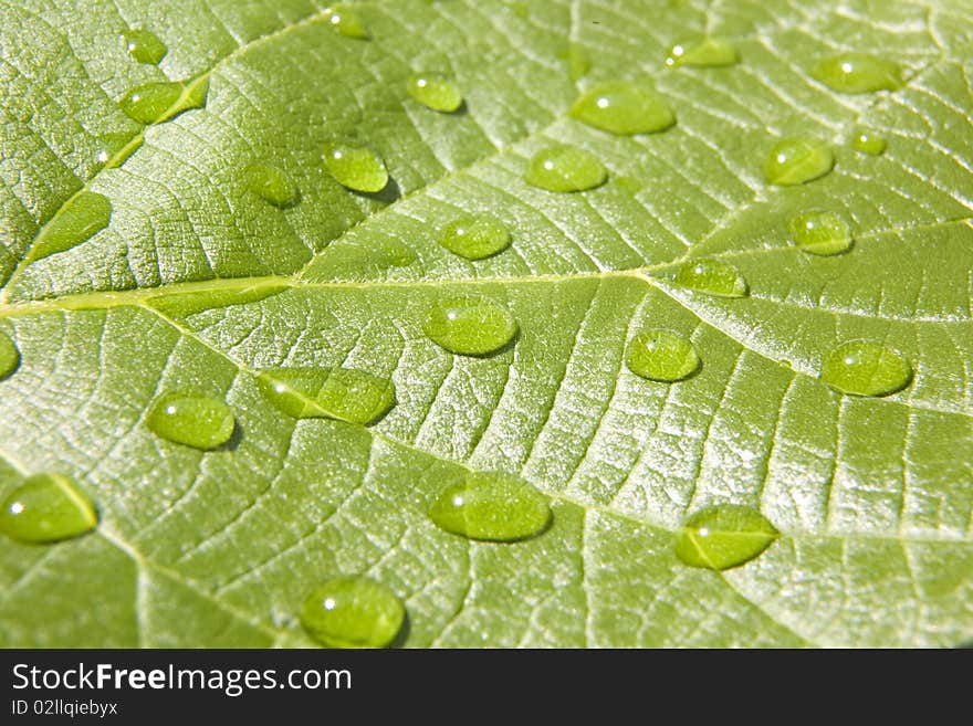 Waterdrops On Leaf