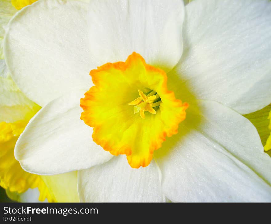 Bud daffodil closeup on white bacground. Bud daffodil closeup on white bacground