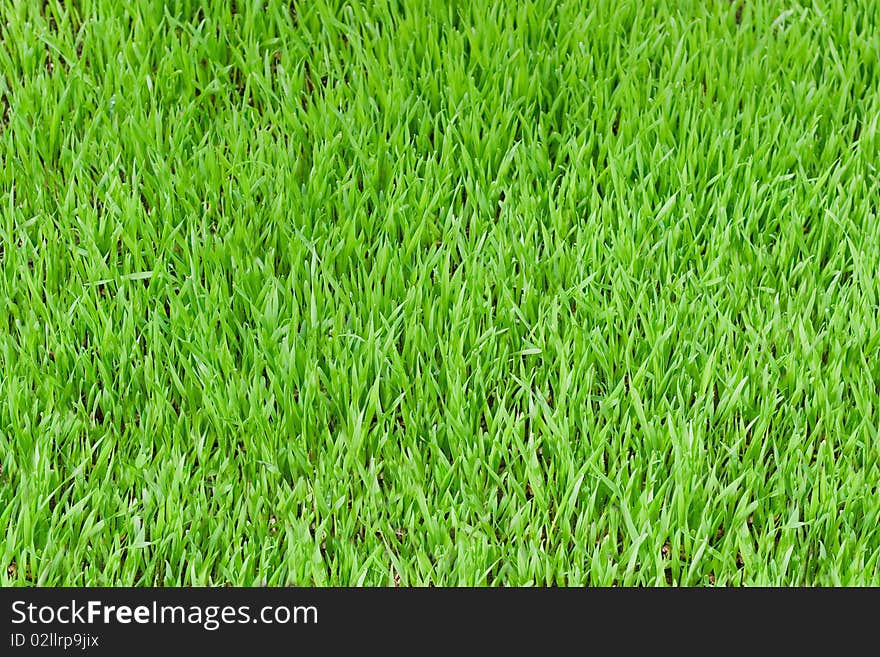 Green grass. Top view and side: the young shoots of oats