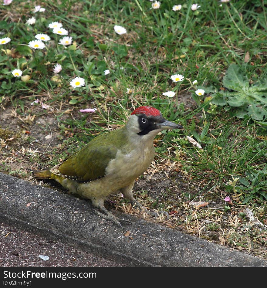 Green woodpecker in search of its meal after the rain