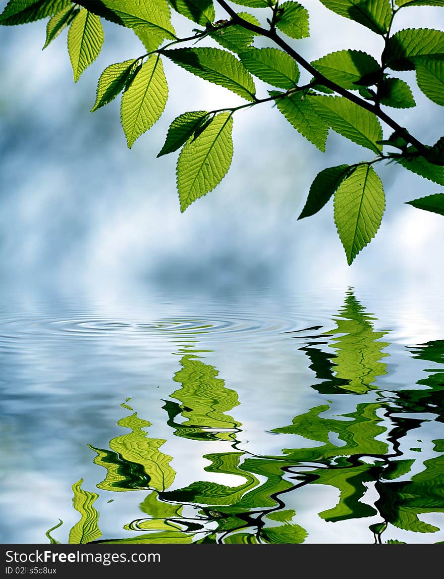 Green leaves in city park in the spring afternoon. Green leaves in city park in the spring afternoon