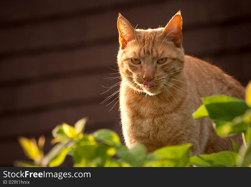 Red tabby cat licking his lips at sunset