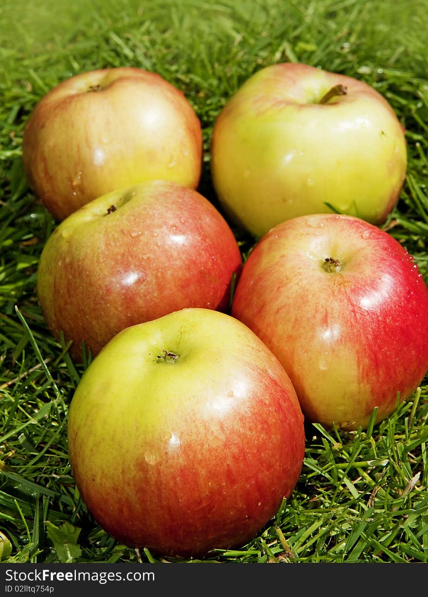 Apples in the garden grass