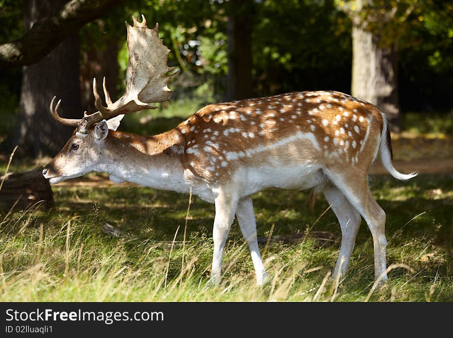 Male dappled deer in a forest