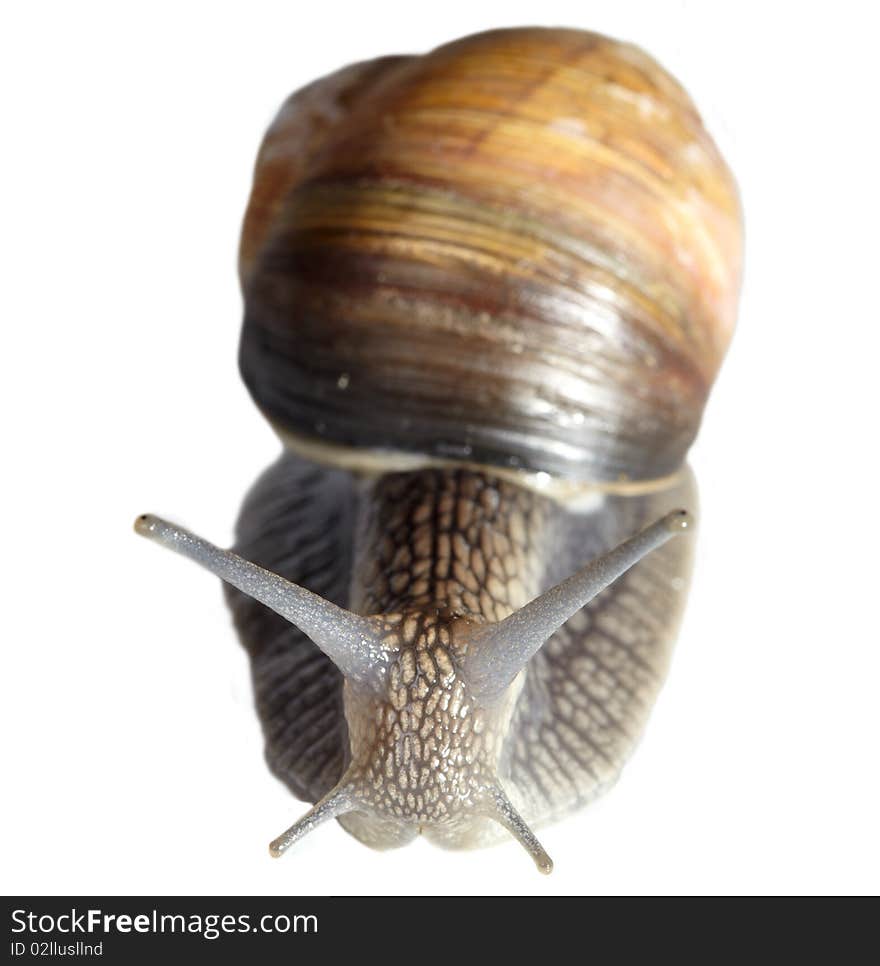 Helix pomatia snail isolated on white background