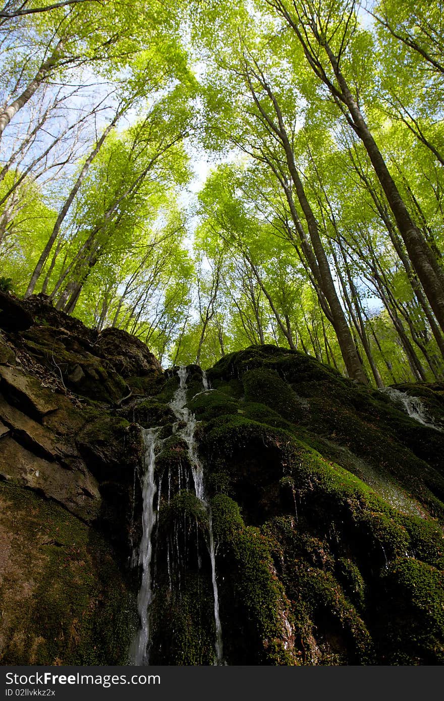 Waterfall in beech forest