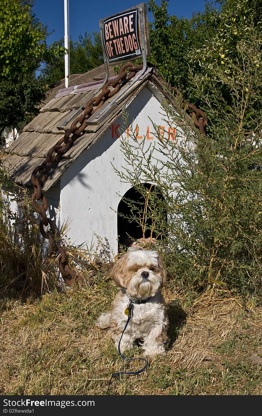 Small shi-tzu in front of a big dog house for big dog. Small shi-tzu in front of a big dog house for big dog