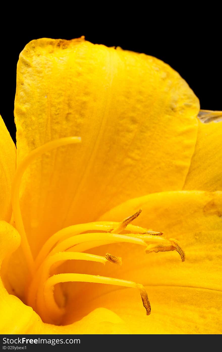 Macro of  a yellow tulip on black