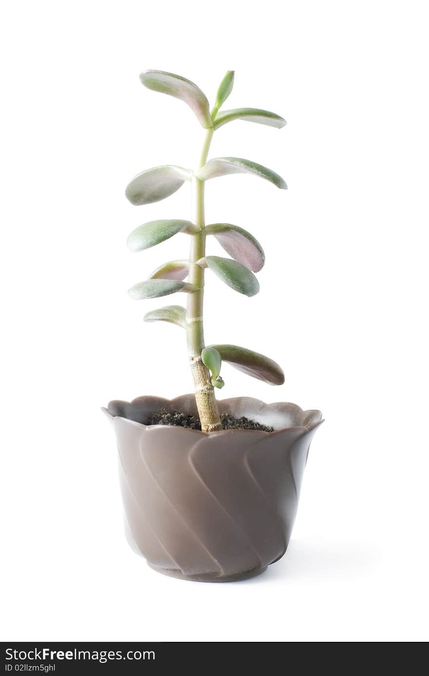 Money tree | Isolated