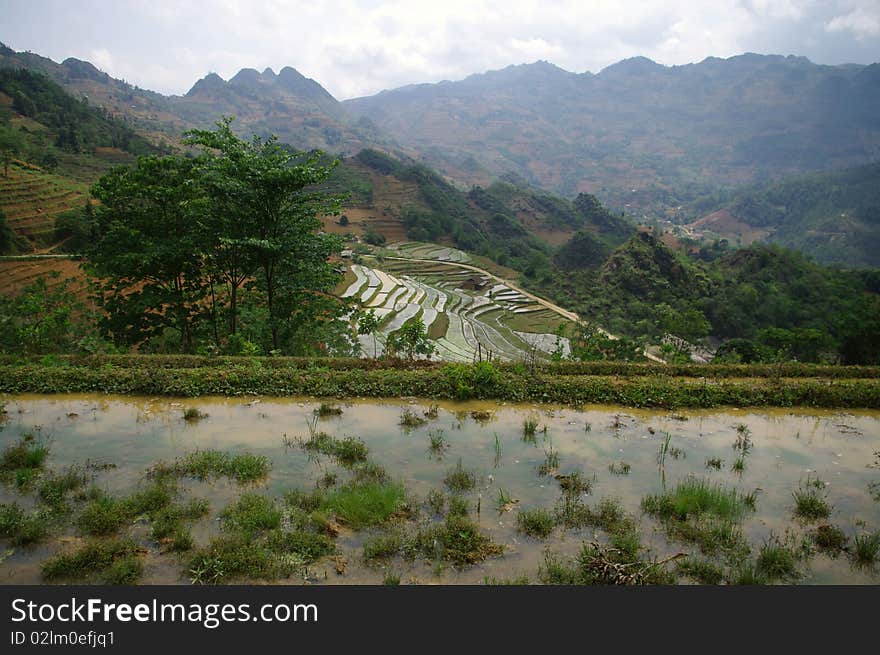 Landscape Of Mountain Rice