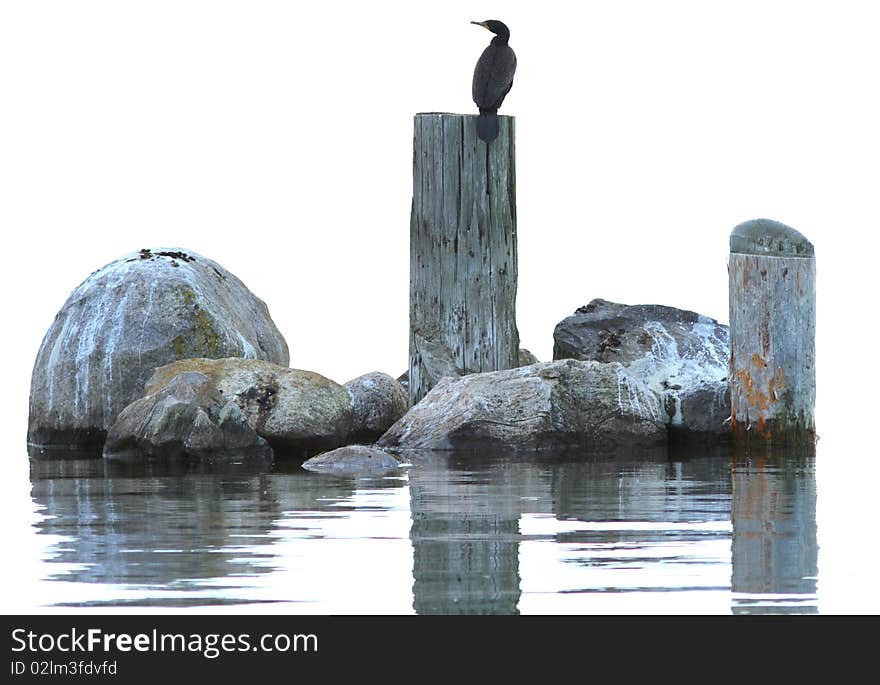 Cormorant