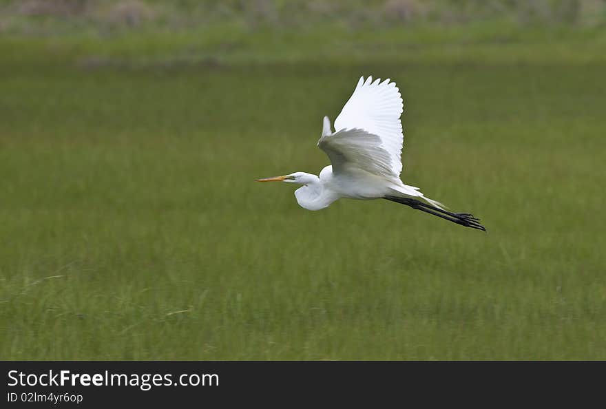 Great Egret