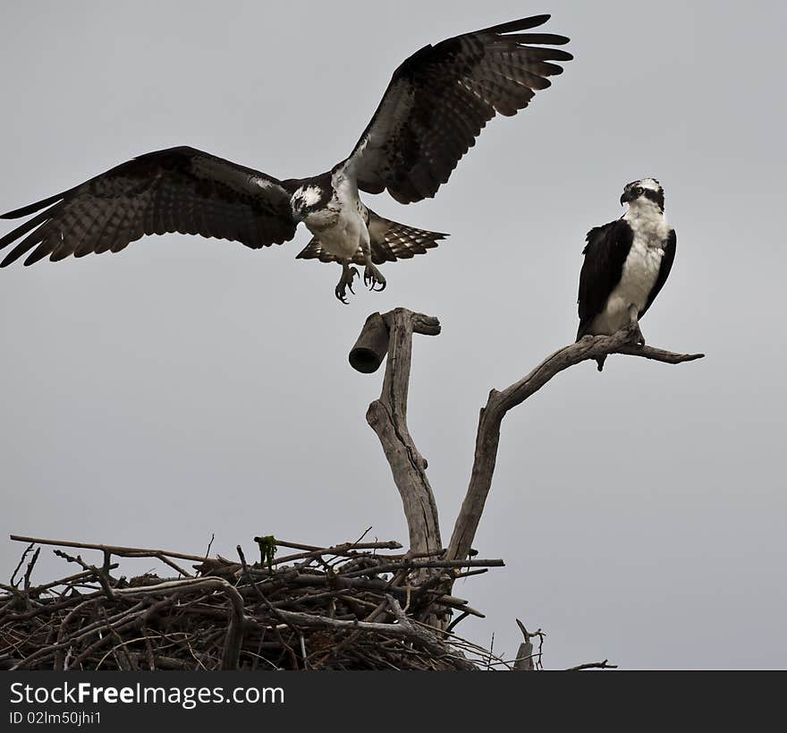 Osprey