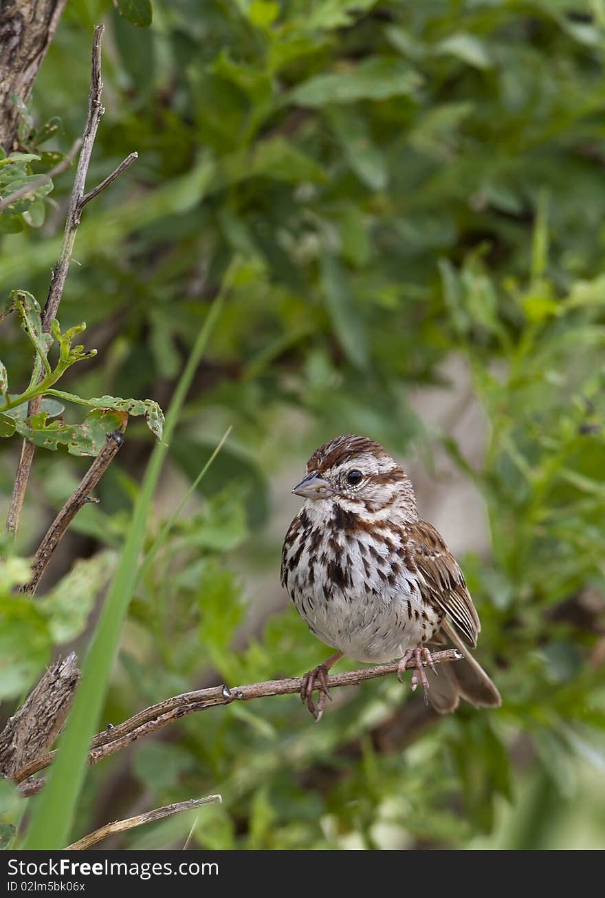 Song sparrow singing in Long Island New York in field. Song sparrow singing in Long Island New York in field