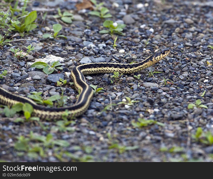 Common garter snake