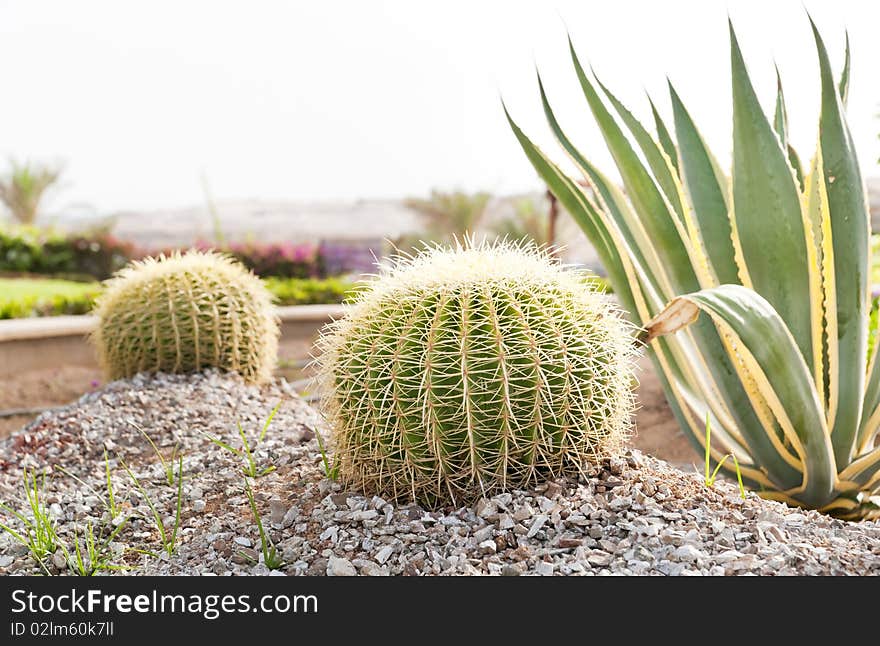 In this photograph shows a cactus