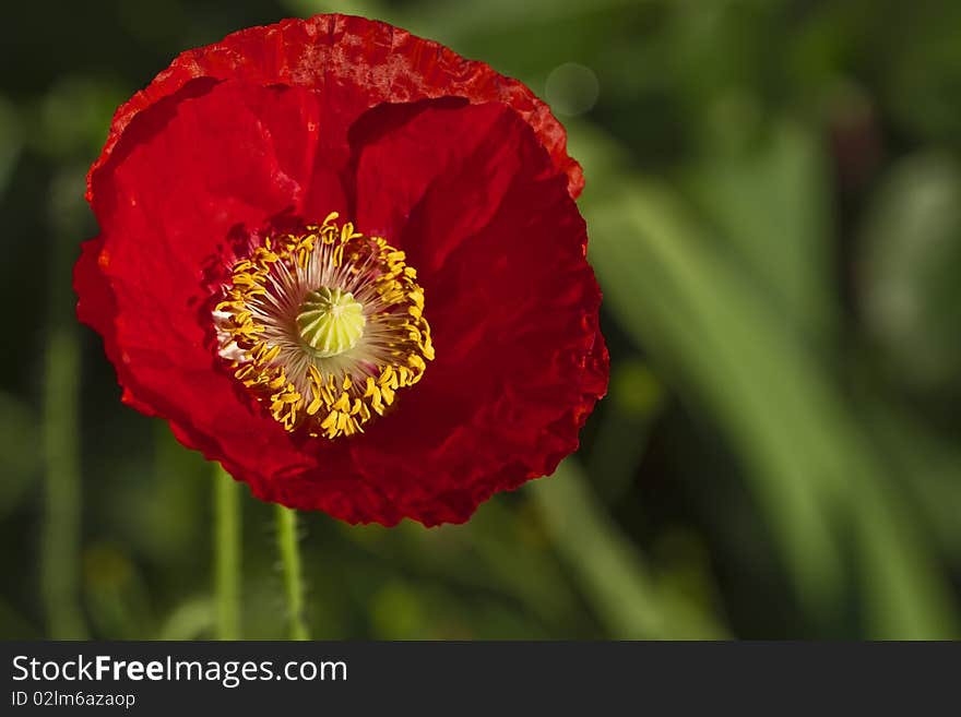 Close-up of blossoming red poppy surrounded by on green background