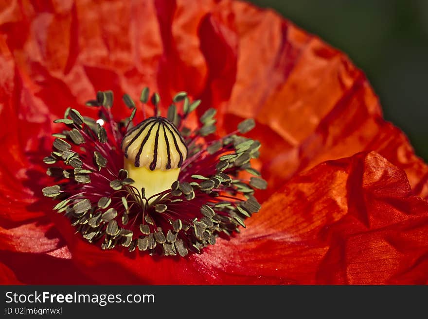 Macro of blossoming red poppy