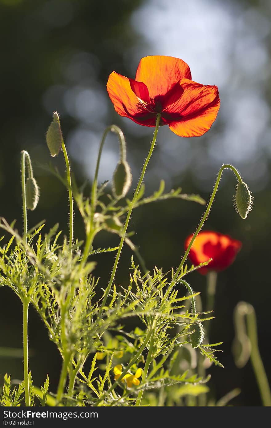 Close-up of blossoming red poppy surrounded by buds