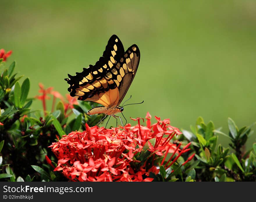 Swallow Tail  Btterfliy