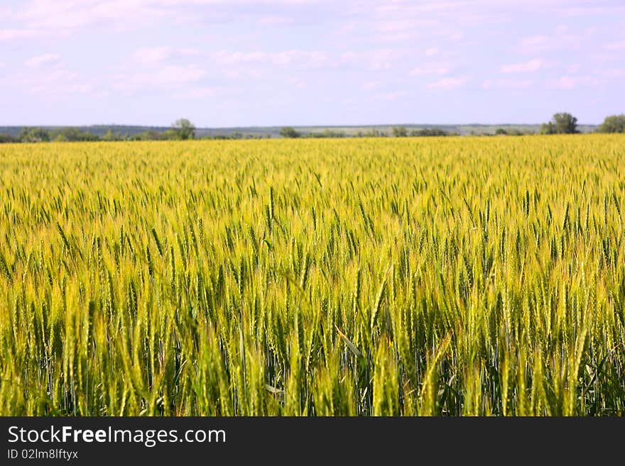 A wheaten field under the blue sky