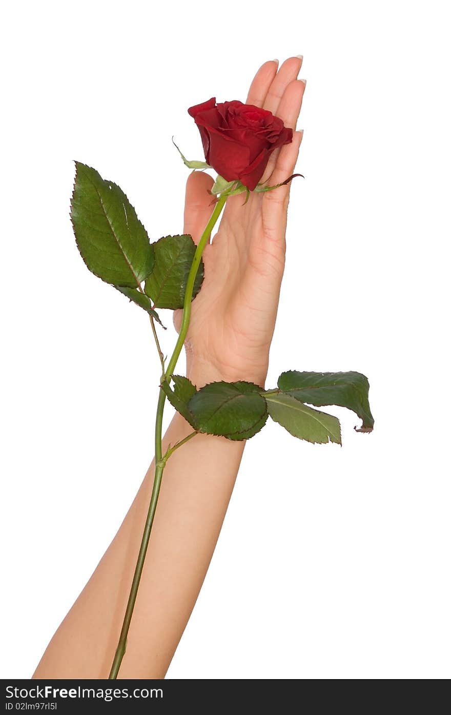 Woman holding red rose in the hand as a gift