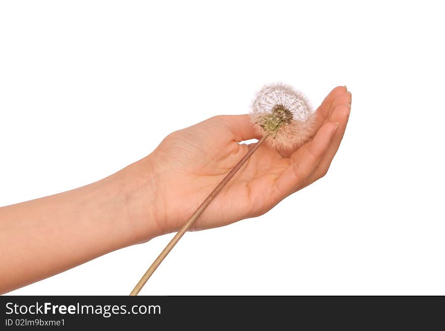 Woman holding fluffy blowball in the hand