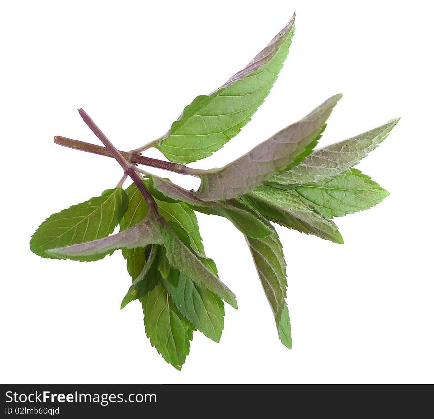 Herb  mint  isolated on white