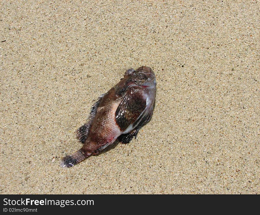 Dead fish on the beach