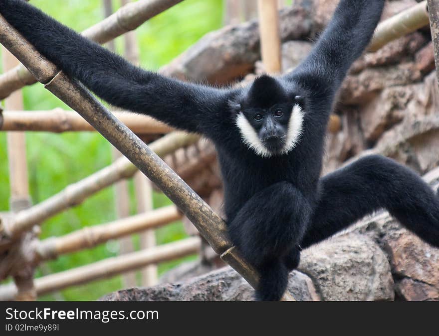 A monkey hanging from bamboo.