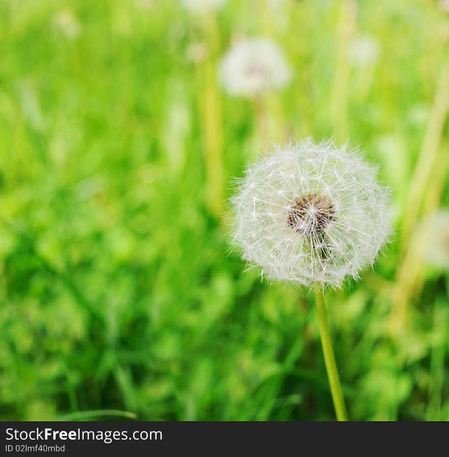 Dandelion flower in the field