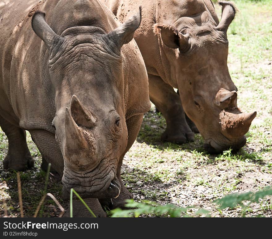 Two rhinoceros in a wildlife preserve.