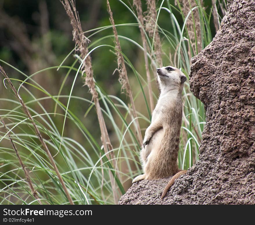 A meerkat watching for predators near the opening to its den.