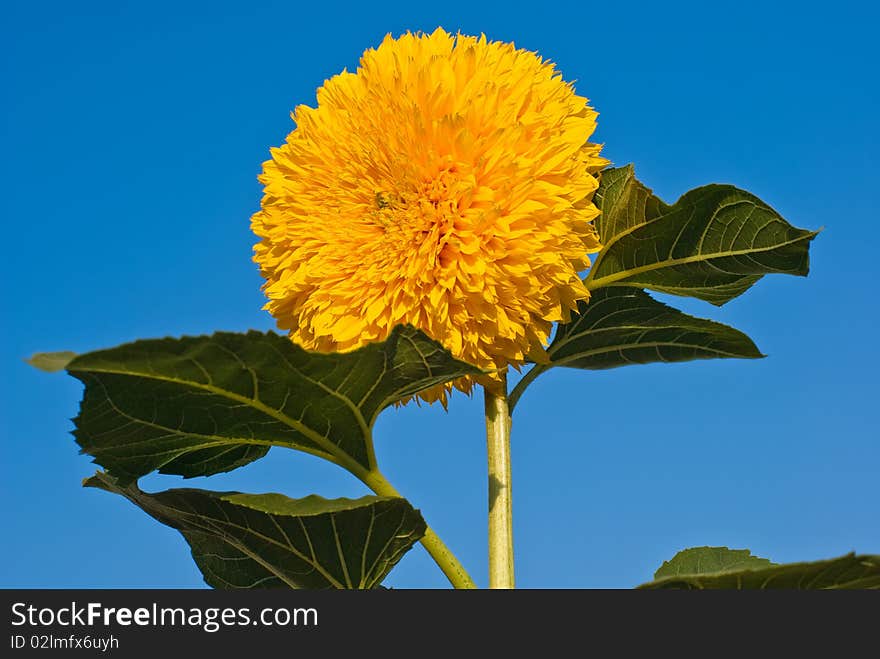 Sunflower with big leafs on blue sky background. Sunflower with big leafs on blue sky background