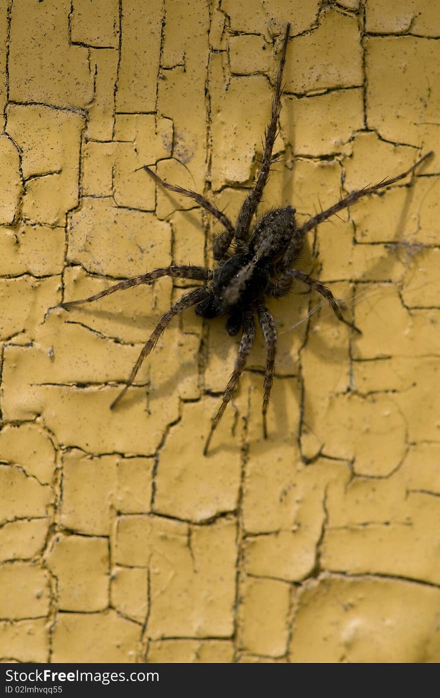 Spider creeps on an old yellow wall. Spider creeps on an old yellow wall