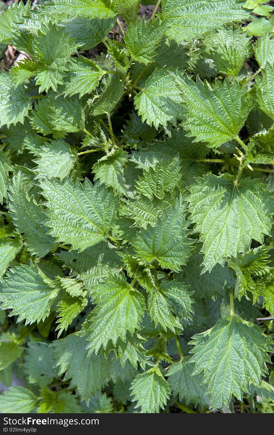 Green nettle background (Urtica dioica).