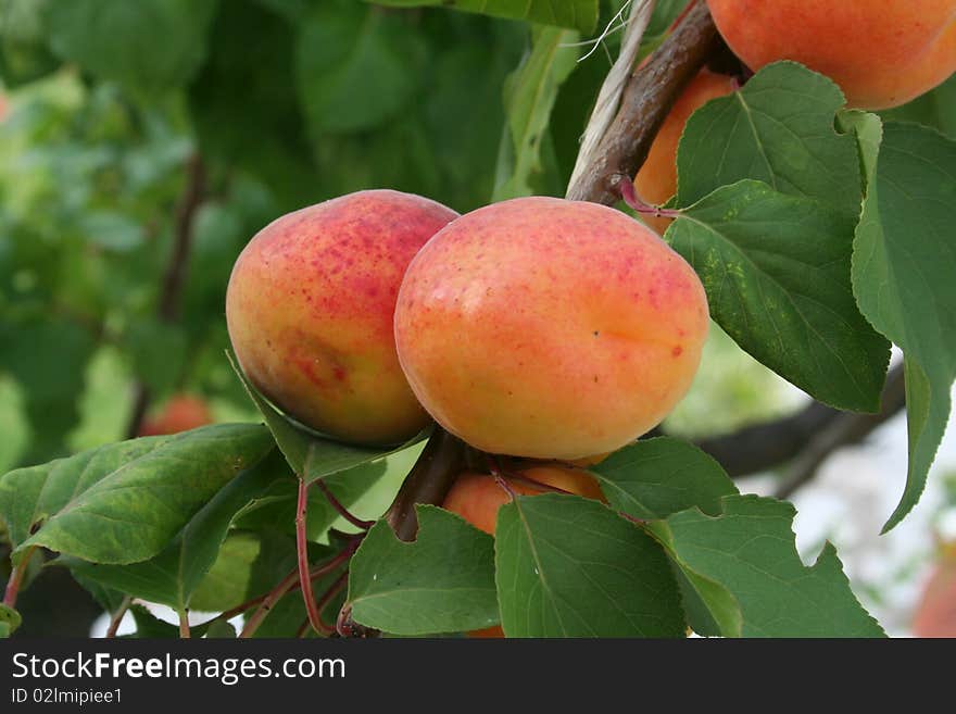 Apricots On Branch