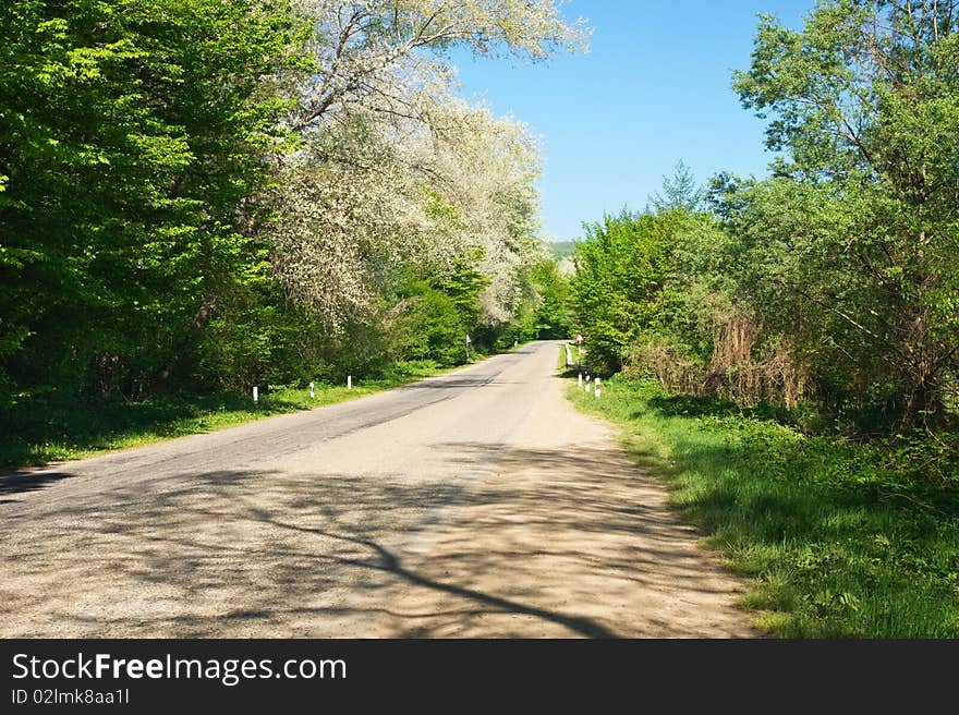 Asphalt road in the forest