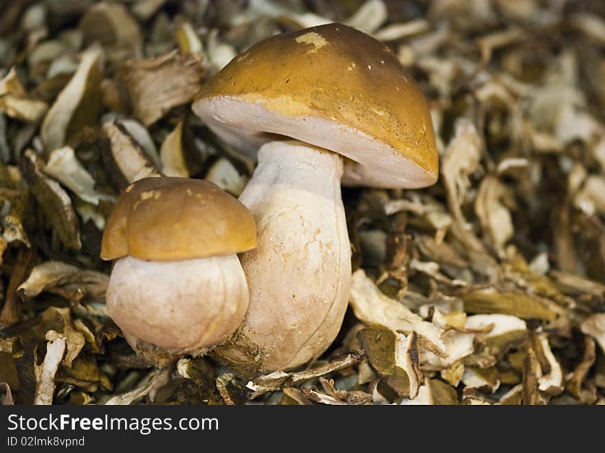 Sliced Dried Boletus Mushrooms in a Florence Market, Italy