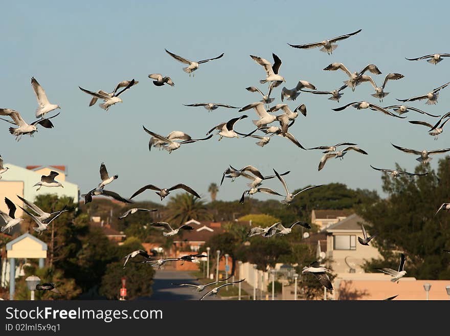 Western Sea Gull Flock Flying