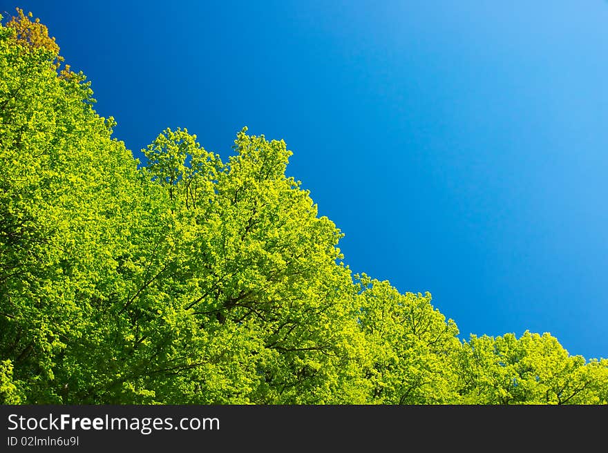 Trees against clean blue sky