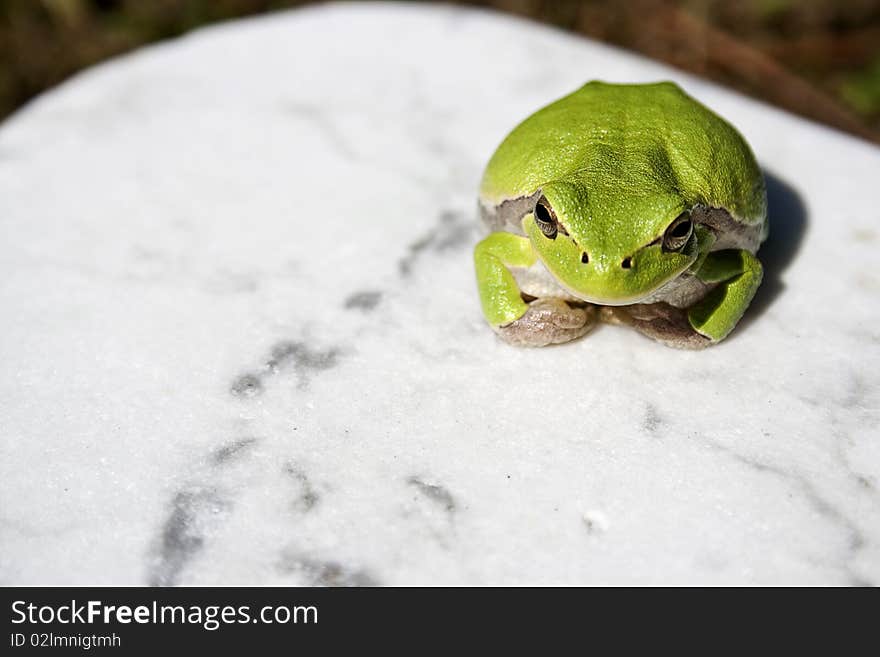 Treefrog