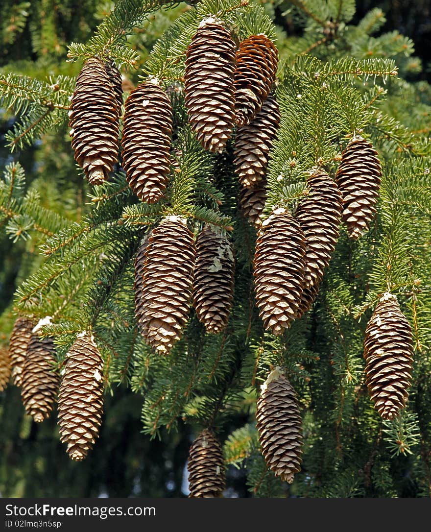 Cones