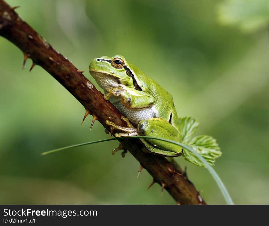 Green tree frog