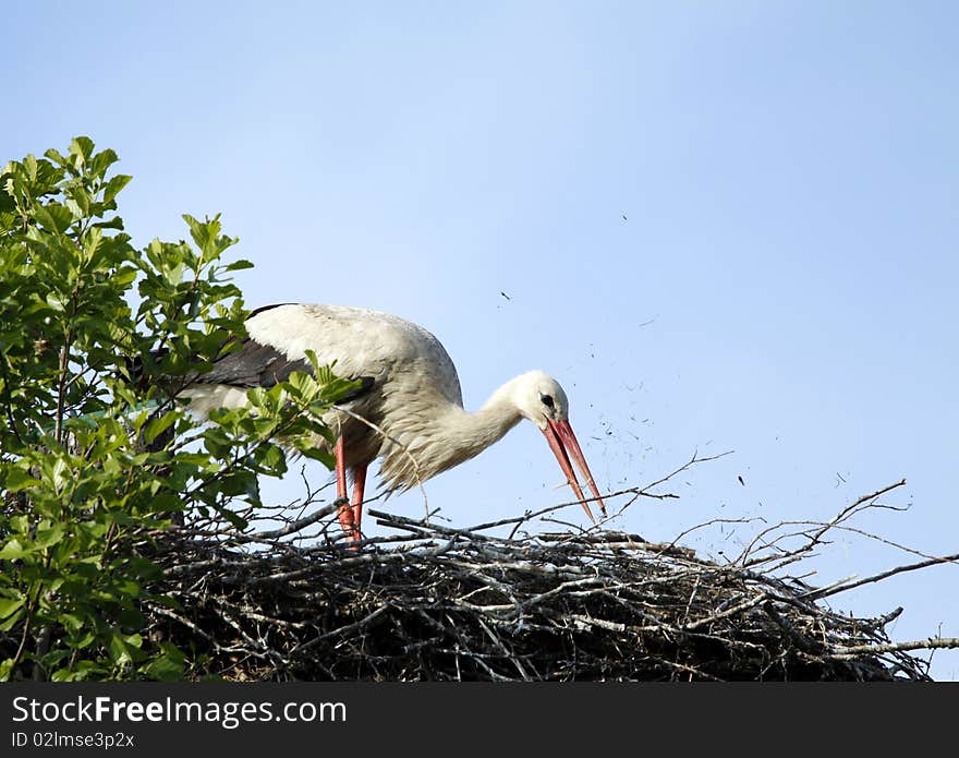 White stork